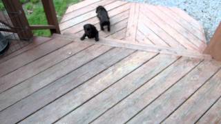 Boykin Spaniel Puppies 5 Weeks 5 Days [upl. by Cynarra]