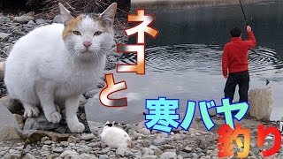 ネコと一緒に寒バヤ釣り Riverfishing Catch amp Eat amp Cat [upl. by Eulalie637]