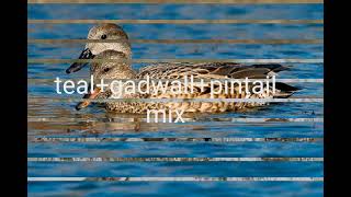 teal pintail gadwall mix in new voice [upl. by Hayes]