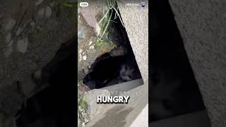 Homeless Kittens Live INSIDE Bridge 🥺❤️heartwarming animalshorts catshorts [upl. by Hamrah]