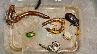 The Ultimate Insect Showdown Giant Millipedes vs Termites amp Beetles [upl. by Carmelo]