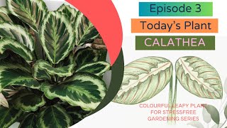 All you need to know about Calathea Prayer Plant Care  How to successfully care for Calathea [upl. by Spevek114]