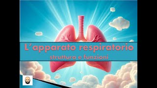 Apparato respiratorio La respirazione polmonare e quella cellulare [upl. by Elise584]