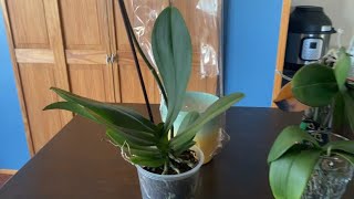 Basic Phalaenopsis Orchid care Part 2 [upl. by Aika]