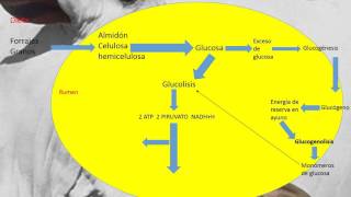 Rutas metabólicas en rumiantes [upl. by Katerine831]