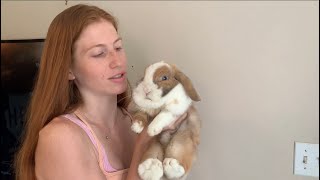 What Do My Mini Lop and Holland Lop Bunnies Weigh [upl. by Ala]