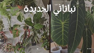 نباتاتي الجديدة من معرض الأوركيديا  Plant haul [upl. by Croner]