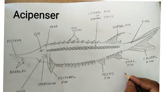 how to draw acipenser sturio fish [upl. by Yrailih]