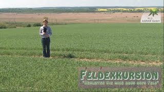 38 Feldexkursion Unkräuter in Mais und Sommerungen  NU Agrar 11052016 corn [upl. by Silevi]