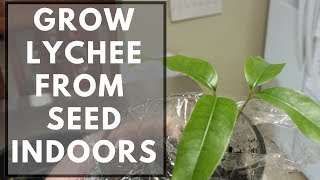 How To Grow Lychee From Seed Indoors [upl. by Ojok]