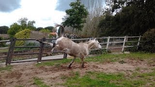 Cómo agarrar a un caballo acostumbrado a irse dando coces [upl. by Anirbus]