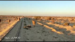 SNTF  les 🐫 chameaux qui ralentissent le train 🚂  Biskra  Touggourt  le désert algérien ❤️🏜️☀️ [upl. by Anit]