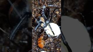 Red back spider Latrodectus hasselti [upl. by Cirenoj884]