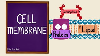 Cell Membrane  Plasma Membrane  Lipid Bilayer  Fluid Mosaic Model  Cell Biology [upl. by Gruver]