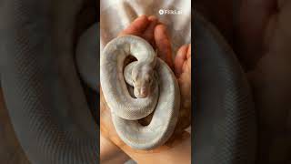 facts about Axanthic Ball Python [upl. by Atinehc]