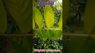 Wrightia tomentosa for bonsai episode 1duet bonsai gardening nature viralshort [upl. by Aticilef]