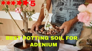 THE PERFECT POTTING MIX FOR ADENIUM OBESUM OR DESERT ROSEENGLISH [upl. by Gerald]