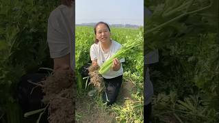 Coriander farming tricks  us farming secrets  vegetables harvesting shorts agriculture [upl. by Ruffina70]