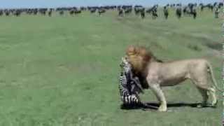 Lion eats a new born zebra [upl. by Flemming]