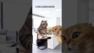 Katzen Memes 10 Kollegen die jeder kennt catmemes catlover [upl. by Halullat]