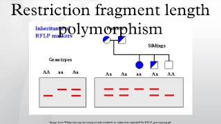 Restriction fragment length polymorphism [upl. by Hoj]