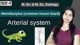 Hemidactylus  ARTERIAL SYSTEM  B Sc 2nd year  Zoology [upl. by Linnette]