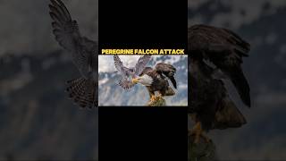 peregrine falcon Vs eagle peregrinefalcon trending falcon eagle osprey animals birds shorts [upl. by Lazor]