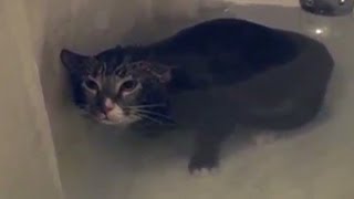 Distraction Cat meows in water [upl. by Nave824]