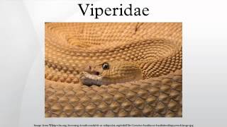 Viperidae [upl. by Etnod793]