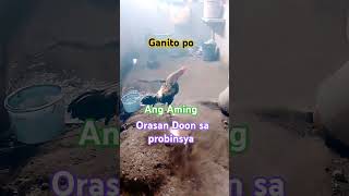 Alam clark Doon sa 🐓 probinsya twing hating Gabie ito Ang Orasan YouTube short short video [upl. by Khajeh]