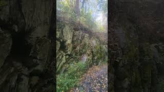 tallgrass nature thefrugallifewithmercedes naturewalk trees shrubs ivy moss walkinthewoods [upl. by Odracer]