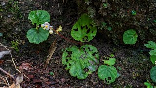 Thu hải đường quanh co Begonia sinuata [upl. by Halimeda859]