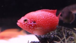 Blood Red Jewel Cichlid  Line Bred Variety [upl. by Hillari]