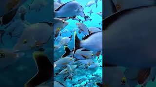 🌎Dans le tourbillon de la vie marine 😵‍💫rangiroa catamaranblacklion snorkeling viemarine [upl. by Eigger]