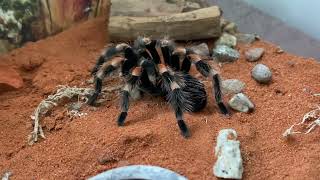 Brachypelma hamorii feeding [upl. by Malonis323]