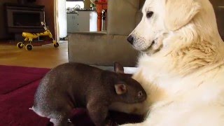 Wombat joey Yhi with guardian dog Stella at Sleepy Burrows Wombat Sanctuary [upl. by Anidene]