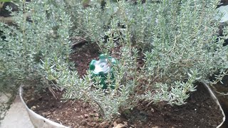 Guhinga Thyme mumufuka umuti uvura imikorere mibi yubwonkohow to grow thyme at home is a medicine [upl. by Ailla769]