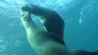 Sea Lions at Los Islotes in the Sea Of Cortez [upl. by Jamieson954]