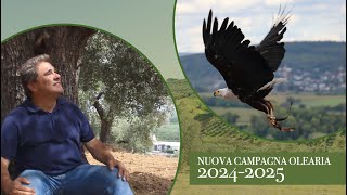 NUOVA CAMPAGNA OLEARIA 202425  FRANTOIO LA MOLAZZA [upl. by Kreindler]