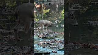 Buck Passes By  Eriegrove Forestville New York USA [upl. by Sixla]