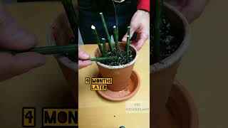 Sansevieria Fernwood Propagation [upl. by Nosila]