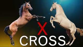 15 Most Popular Crossbreed horses in the World [upl. by Eikceb803]