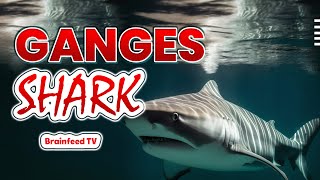 Primary 2 July 2024  Ganges Shark  Brainfeed TV [upl. by Notsuh21]