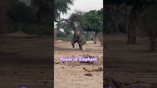 Elephant power birdsvlogs birdsmarket parrot animalhusbandry [upl. by Farr]