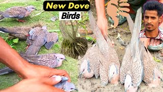 Dove Bird Hunting In VillagePakhi dhara fatঘুঘু পাখি ধরার সহজ ফাঁদ।পাখি ধরার সহজ ফাঁদ। How to trap [upl. by Massab]