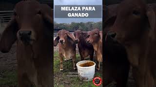 MELAZA PARA TU GANADO MÁS ENERGÍA MÁS CARNE MÁS LECHE ganado rancho campo finca zootecnia [upl. by Esiahc667]