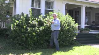 Pittosporum Shrub Trimming by Will Brown 2 [upl. by Dimo]