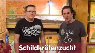 Reptil TV  Folge 114 – Schildkrötenzucht [upl. by Enelyar]