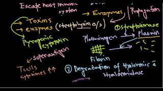 Streptococcus pathogenesis [upl. by Artkele]