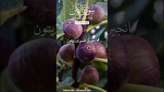 Surah Tin 🌹 beautiful surat short video copyrightfree [upl. by Yartnod]